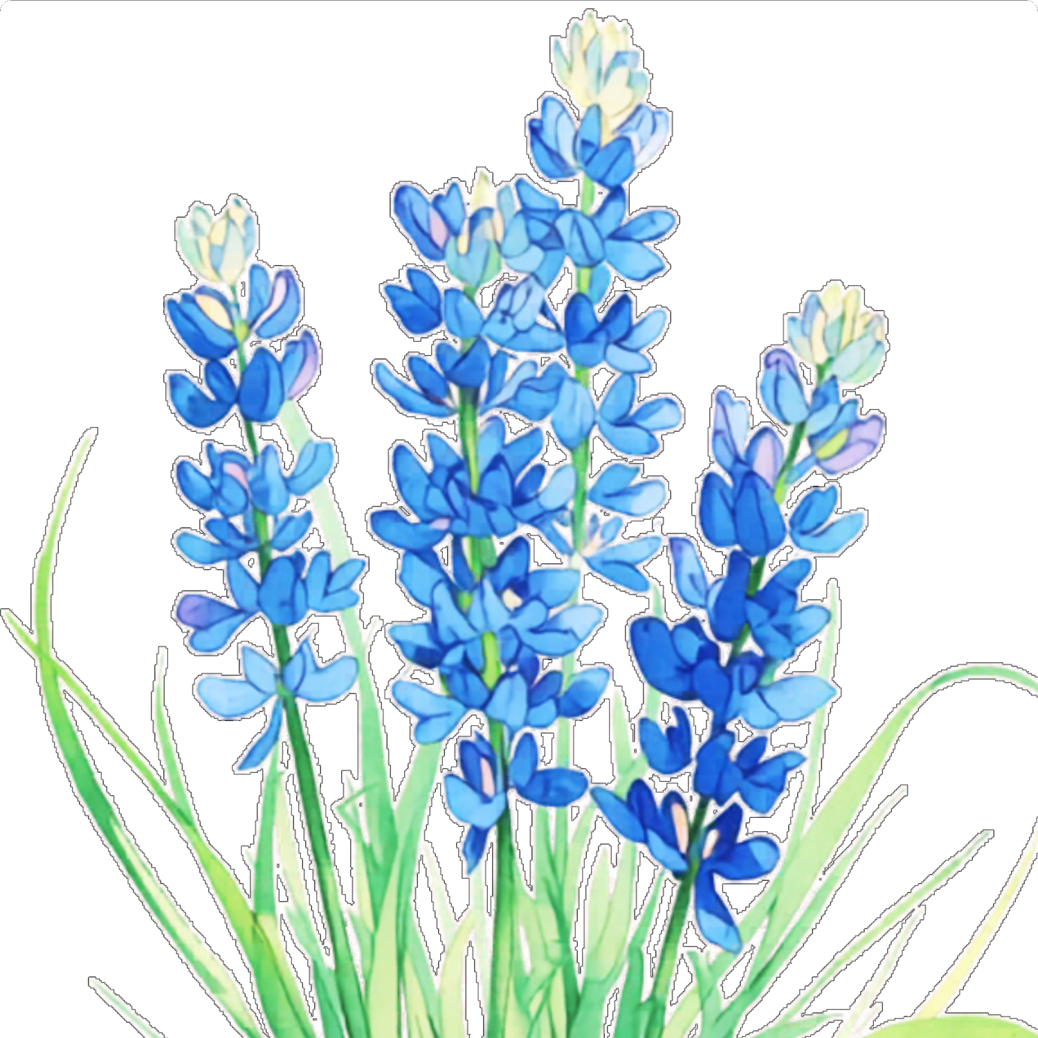 Bluebonnet Littles